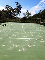 First Serve Tennis Courts Customization